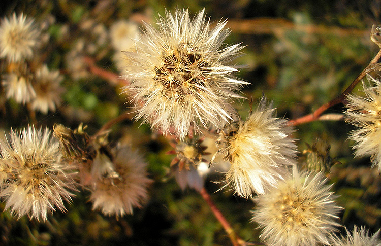 Image of Picris hieracioides specimen.