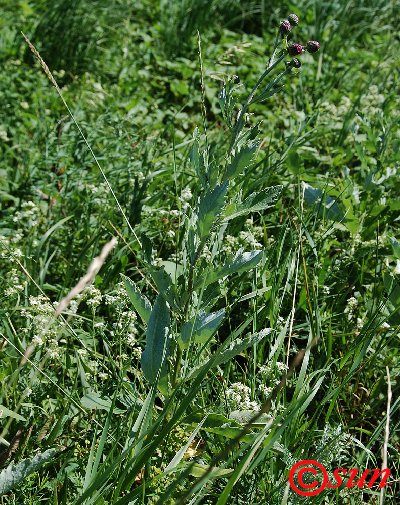 Image of Cirsium incanum specimen.