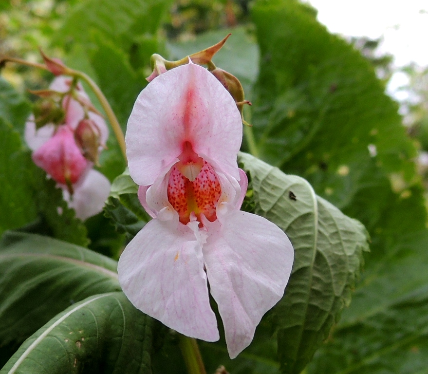 Изображение особи Impatiens glandulifera.