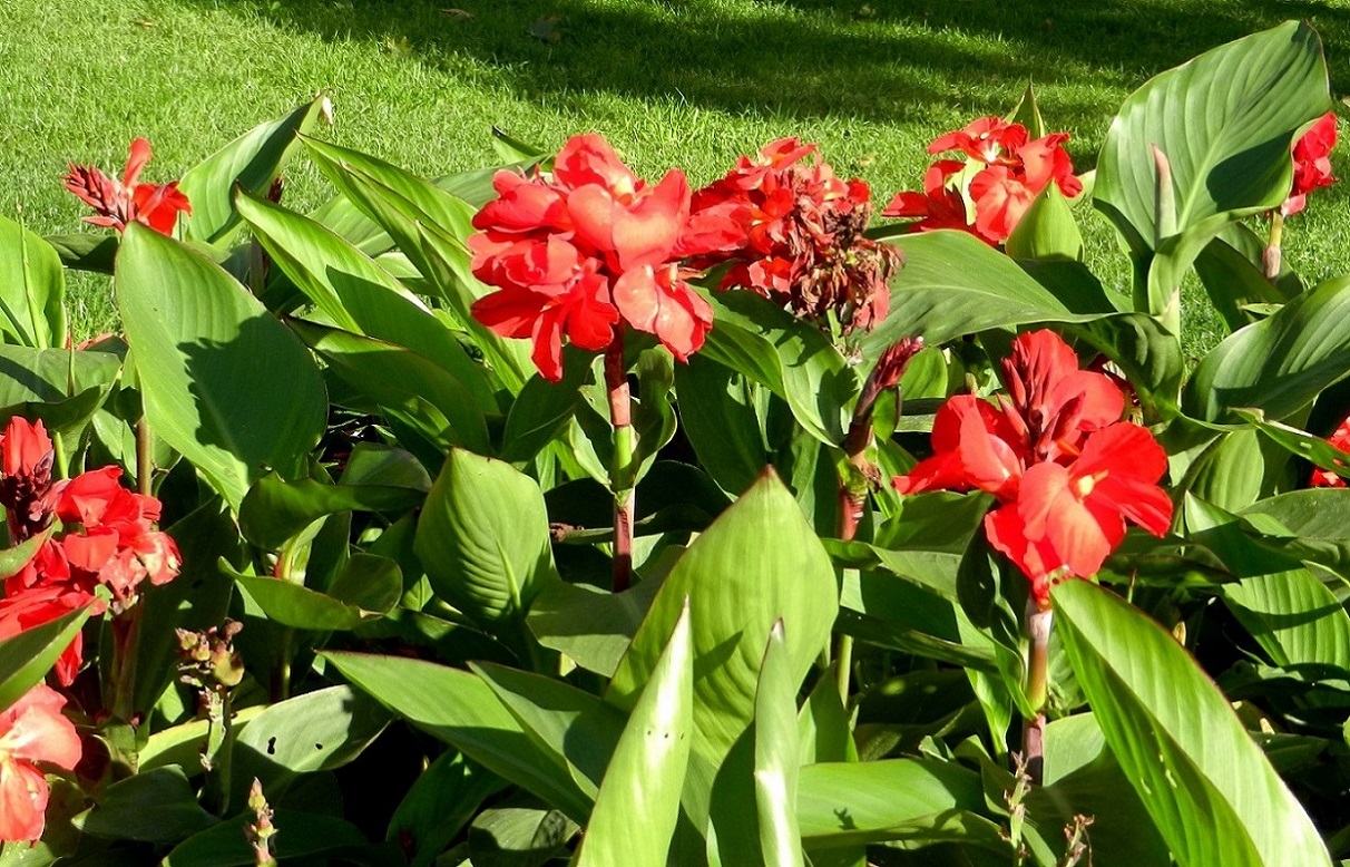 Изображение особи Canna indica.