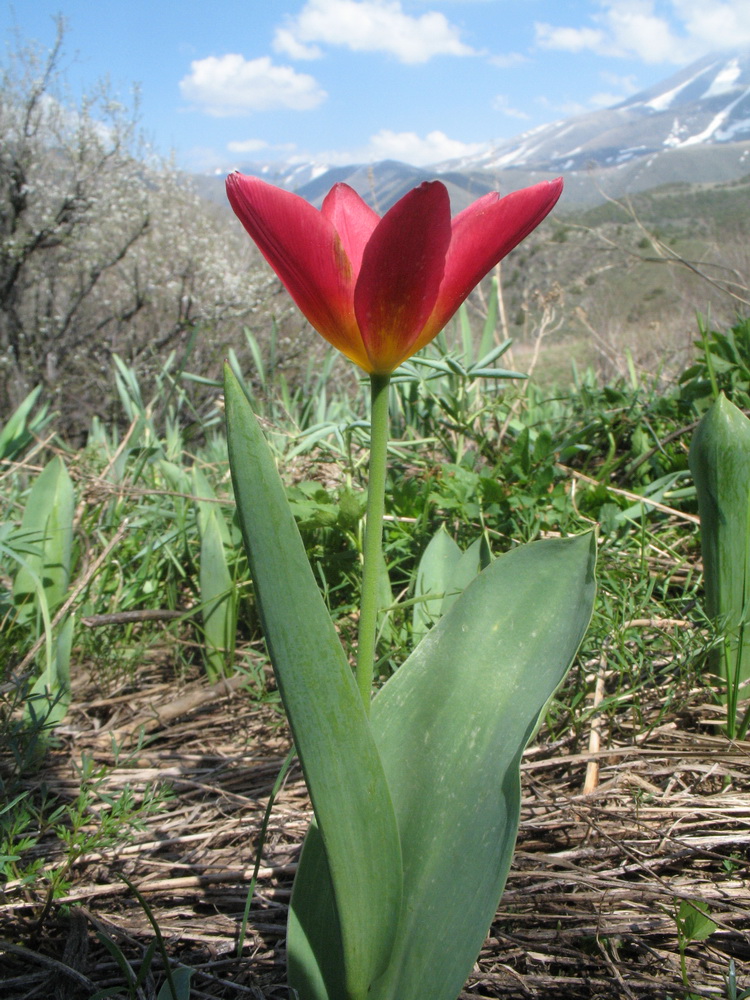 Image of Tulipa berkariensis specimen.