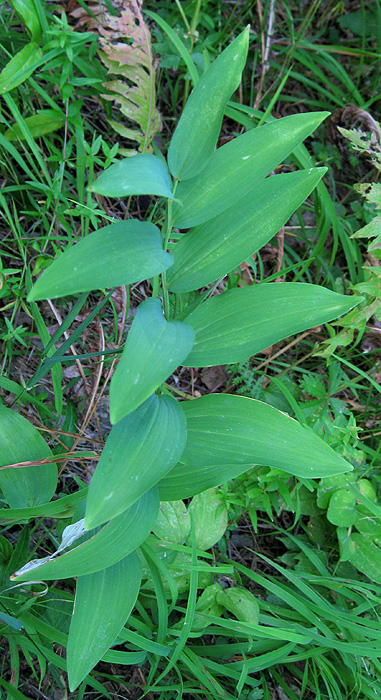 Image of Polygonatum odoratum specimen.