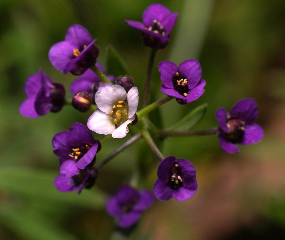 Image of Lobularia maritima specimen.