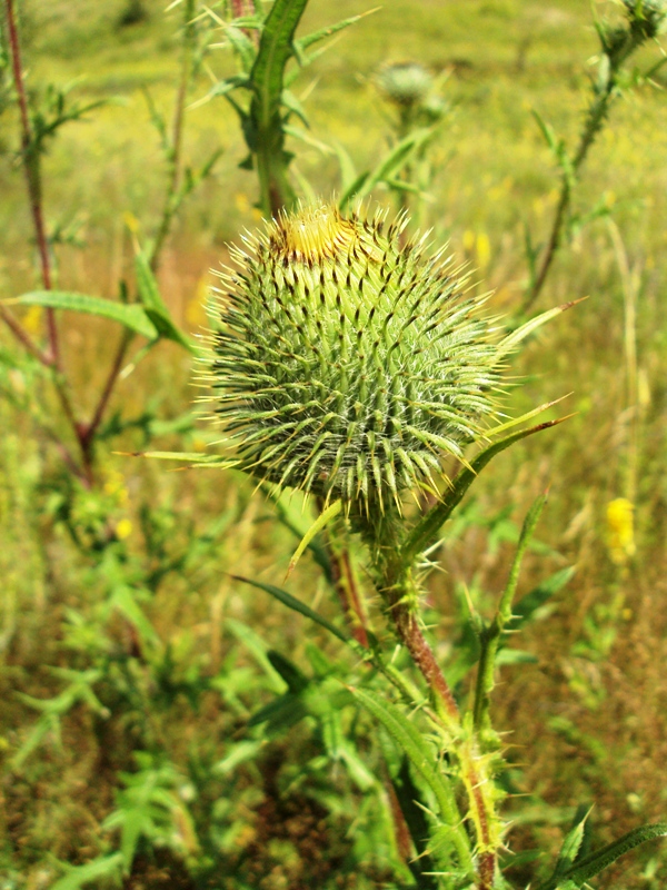 Image of Cirsium vulgare specimen.