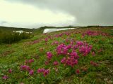 Rhododendron camtschaticum