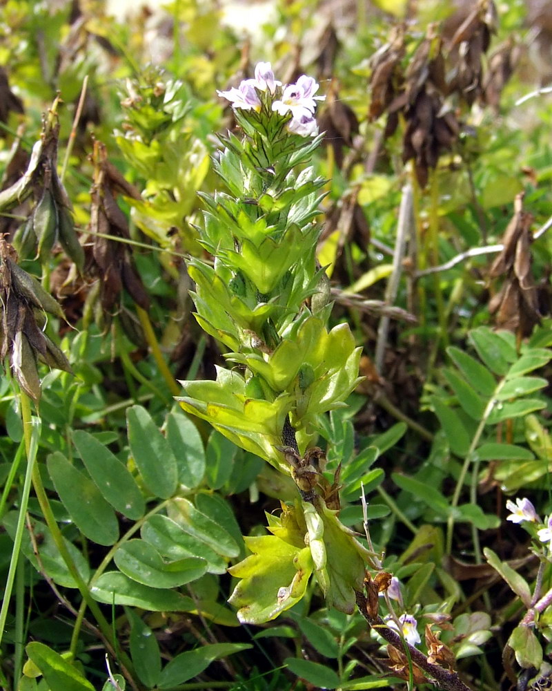 Изображение особи Euphrasia brevipila.