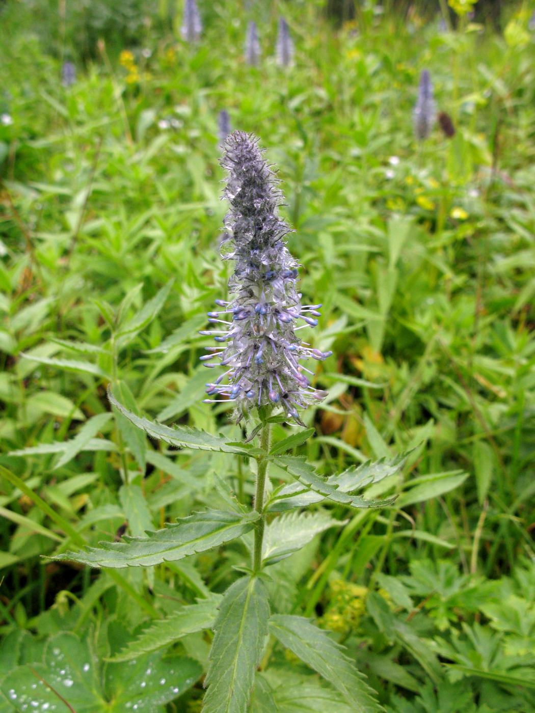 Image of Veronica sajanensis specimen.