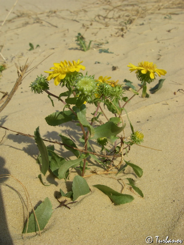 Image of Grindelia squarrosa specimen.