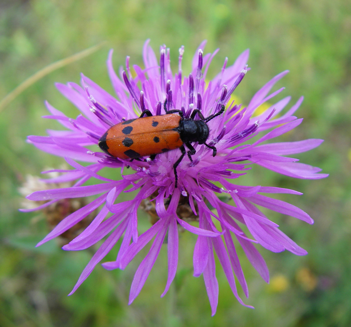 Image of Centaurea jacea specimen.