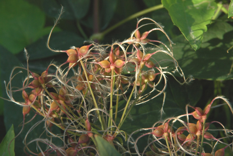 Image of Clematis recta specimen.