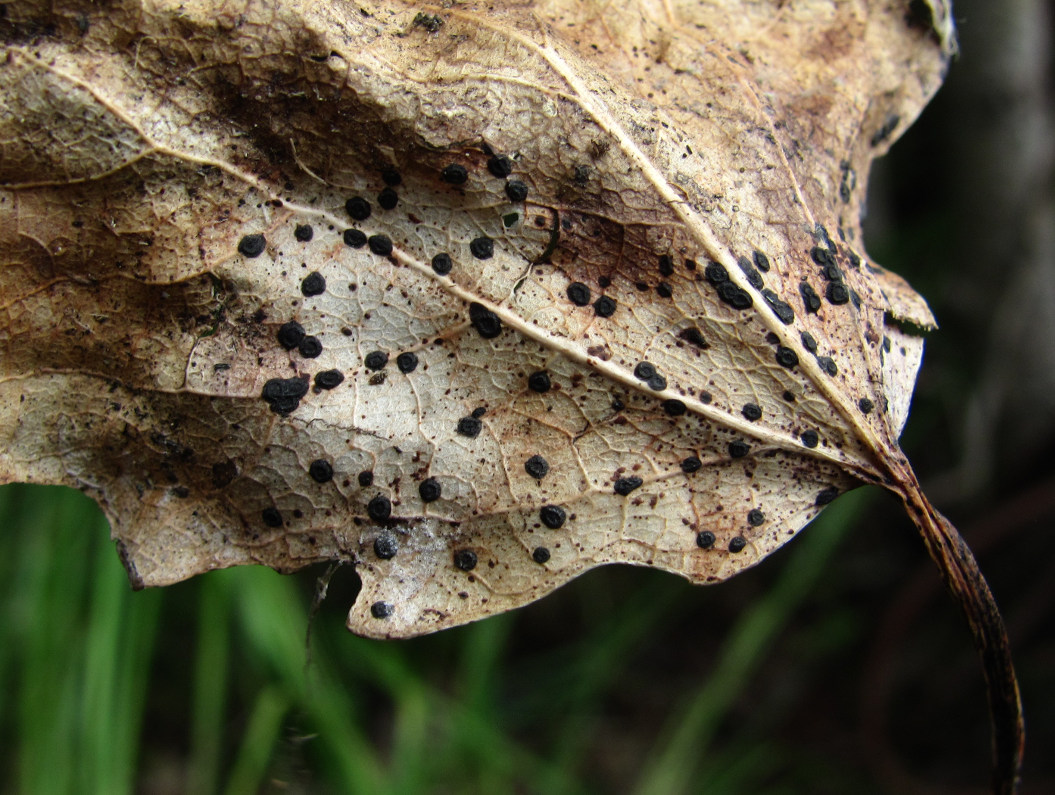 Image of Populus tremula specimen.