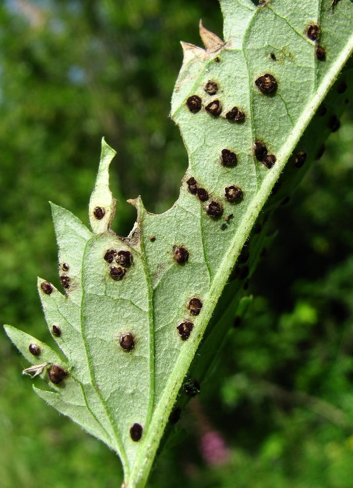 Image of Veronica longifolia specimen.