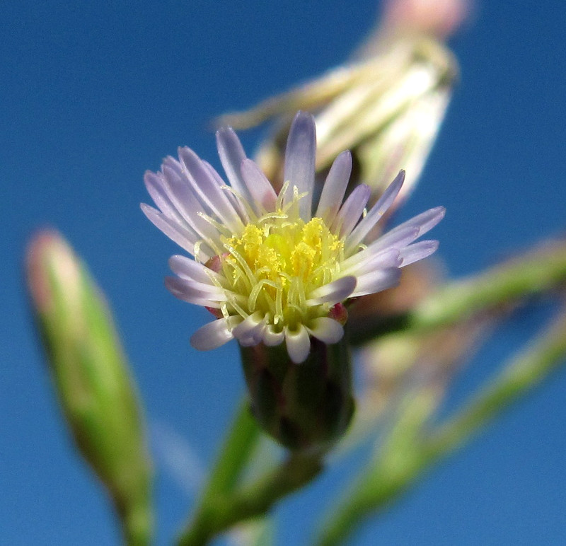 Image of Symphyotrichum graminifolium specimen.