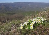 Primula vulgaris. Цветущее растение. Краснодарский край, м/о г. Геленджик, окр. пос. Возрождение, гора Михайловка, злаково-разнотравный луг на вершине горы. 25.04.2015.