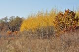 Populus tremula