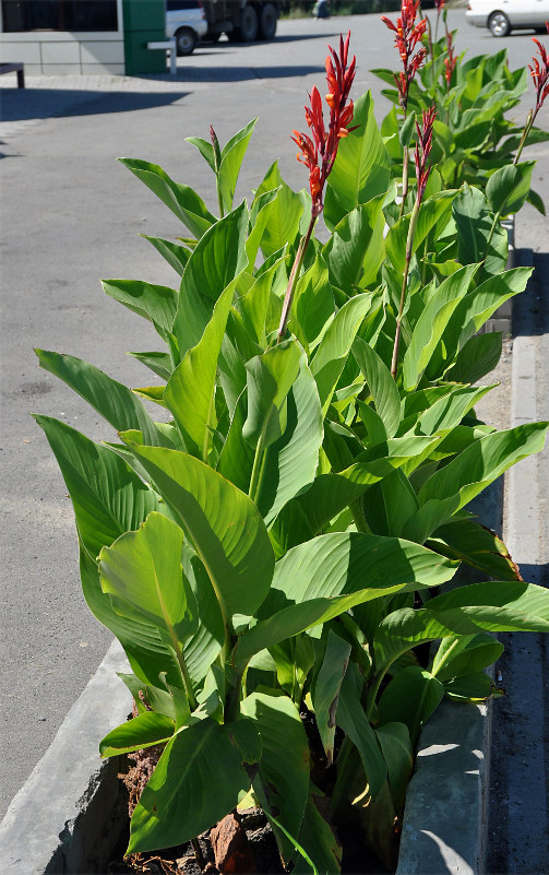 Image of Canna indica specimen.