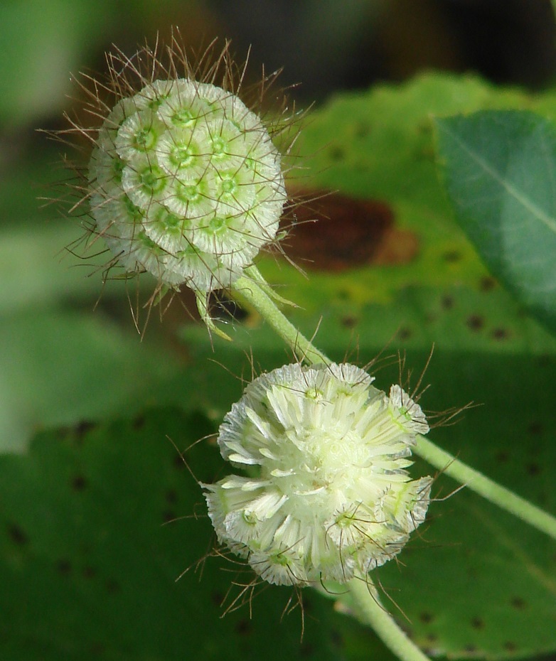 Image of Scabiosa ochroleuca specimen.