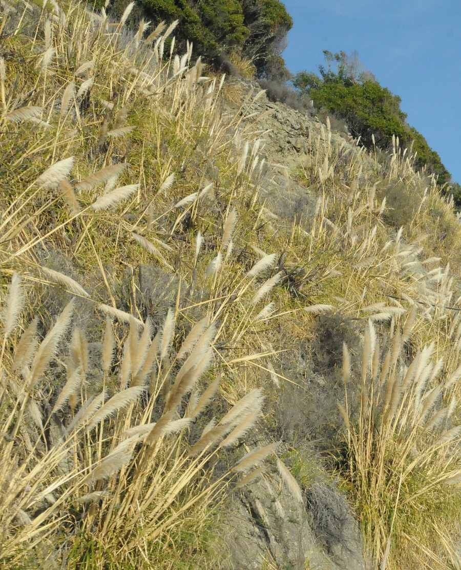 Изображение особи Cortaderia jubata.