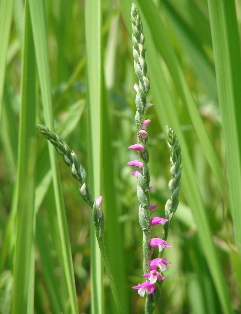 Изображение особи Spiranthes australis.