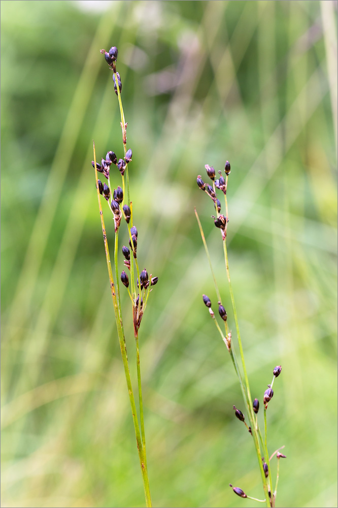 Image of Juncus atrofuscus specimen.