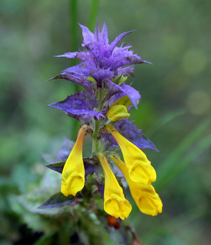 Image of Melampyrum nemorosum specimen.