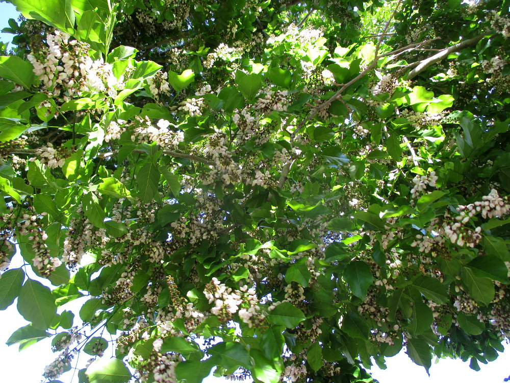 Image of Pongamia pinnata specimen.