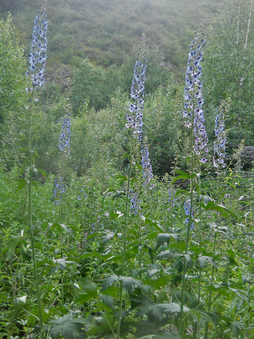 Изображение особи род Delphinium.