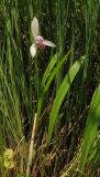 Pogonia japonica. Цветущее растение. Приморский край, залив Восток, травяное болото. 05.07.2015.