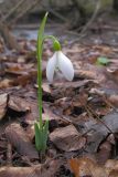 Galanthus alpinus. Цветущее растение. Краснодарский край, м/о г. Новороссийск, ущ. Щель Мардакова, дубово-грабово-липовый лес. 13.02.2016.