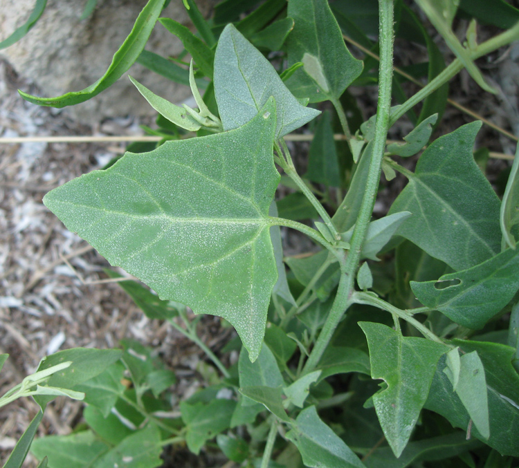 Image of Atriplex micrantha specimen.