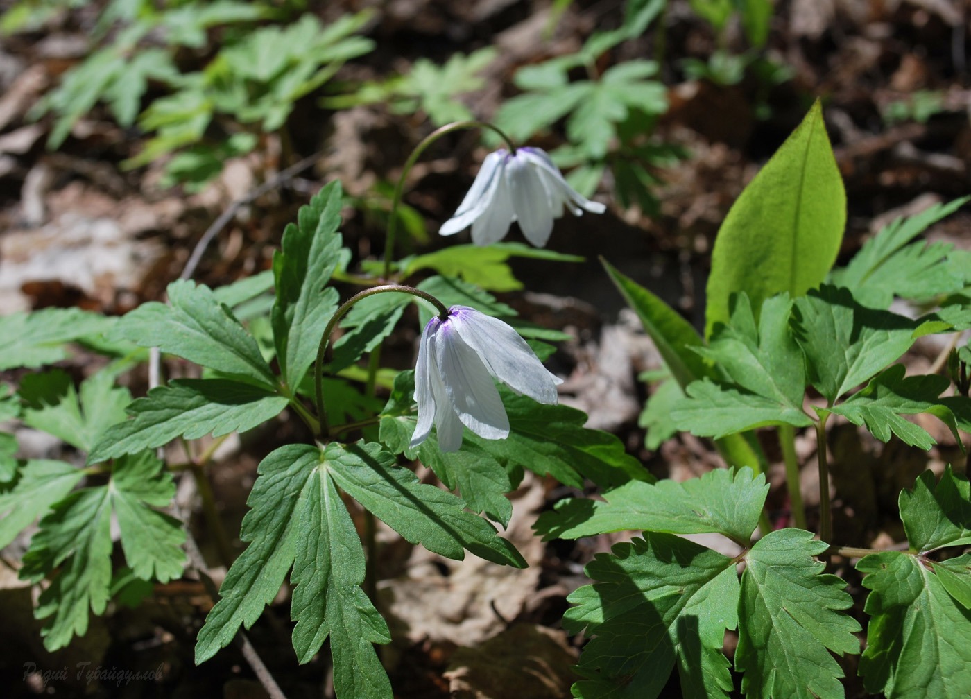 Image of Anemone altaica specimen.