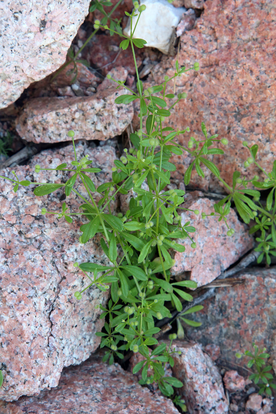 Image of Galium ibicinum specimen.