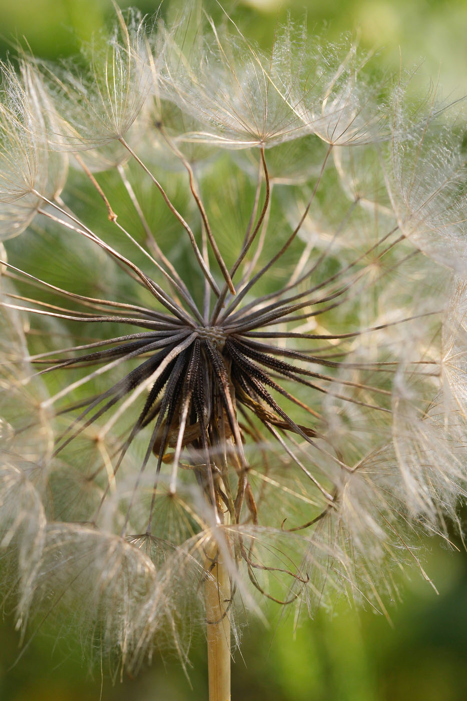 Image of Tragopogon dubius ssp. major specimen.