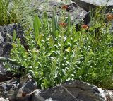 Rhodiola heterodonta