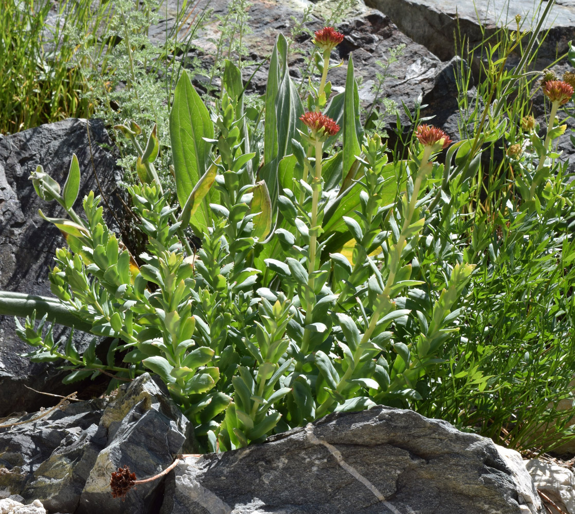 Изображение особи Rhodiola heterodonta.