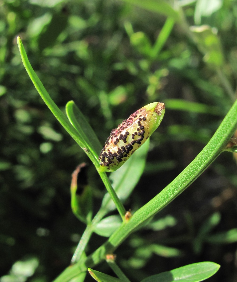 Image of Jasminum fruticans specimen.