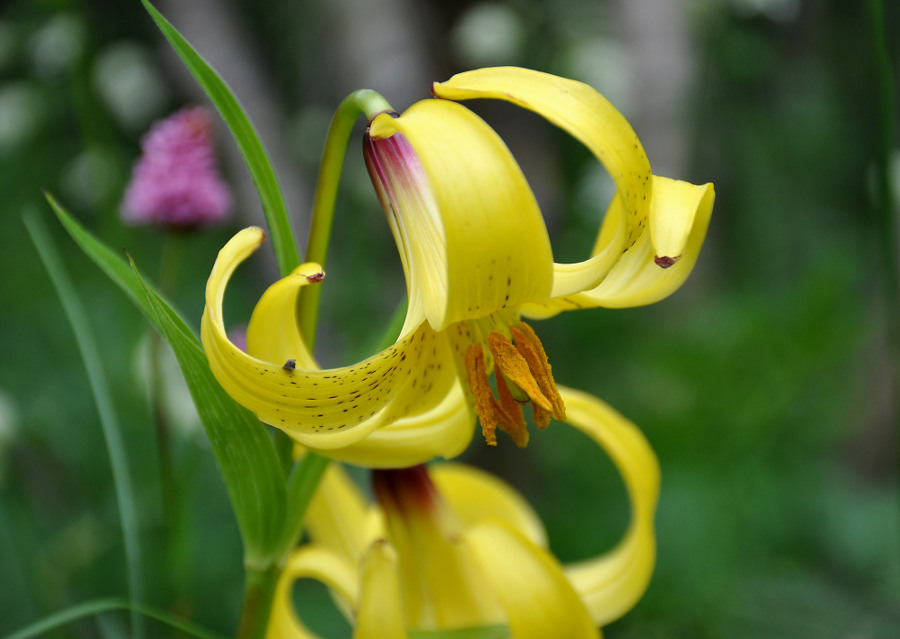 Image of Lilium monadelphum specimen.