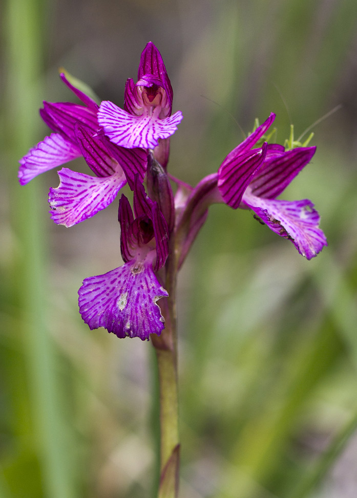 Изображение особи Anacamptis papilionacea.