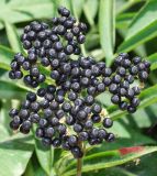 Sambucus ebulus. Соплодие. Узбекистан, г. Ташкент, Ботанический сад им. Ф.Н.Русанова. 01.09.2016.