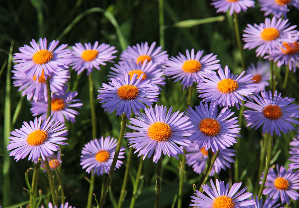 Image of Aster alpinus specimen.