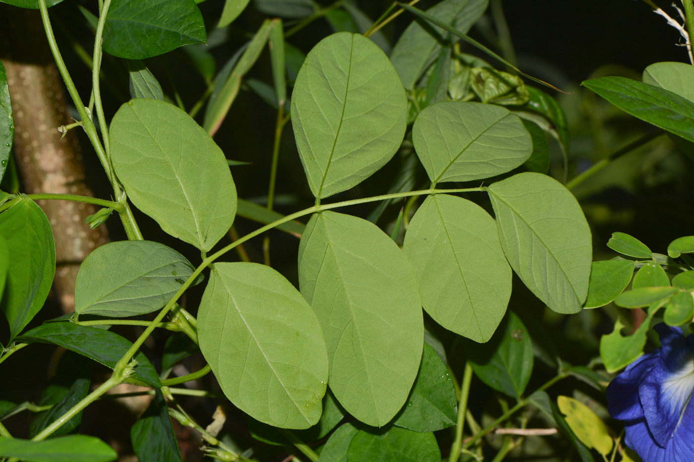 Изображение особи Clitoria ternatea.