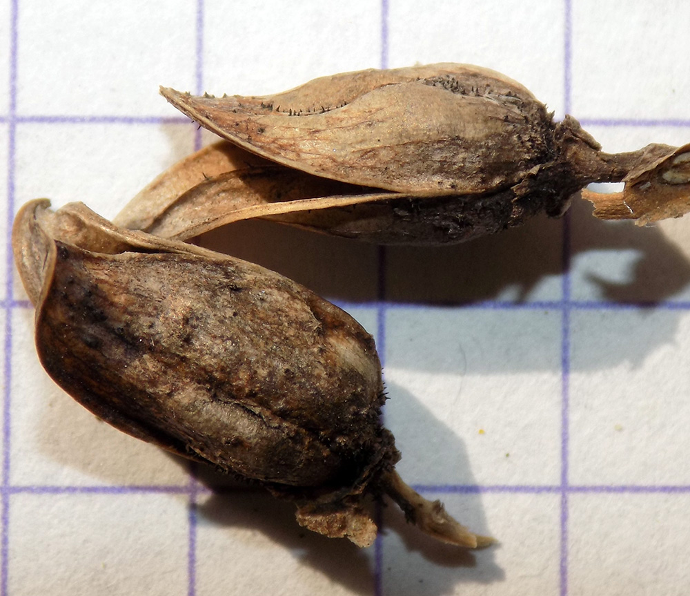 Image of Pedicularis sibthorpii specimen.