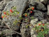 Rubus matsumuranus