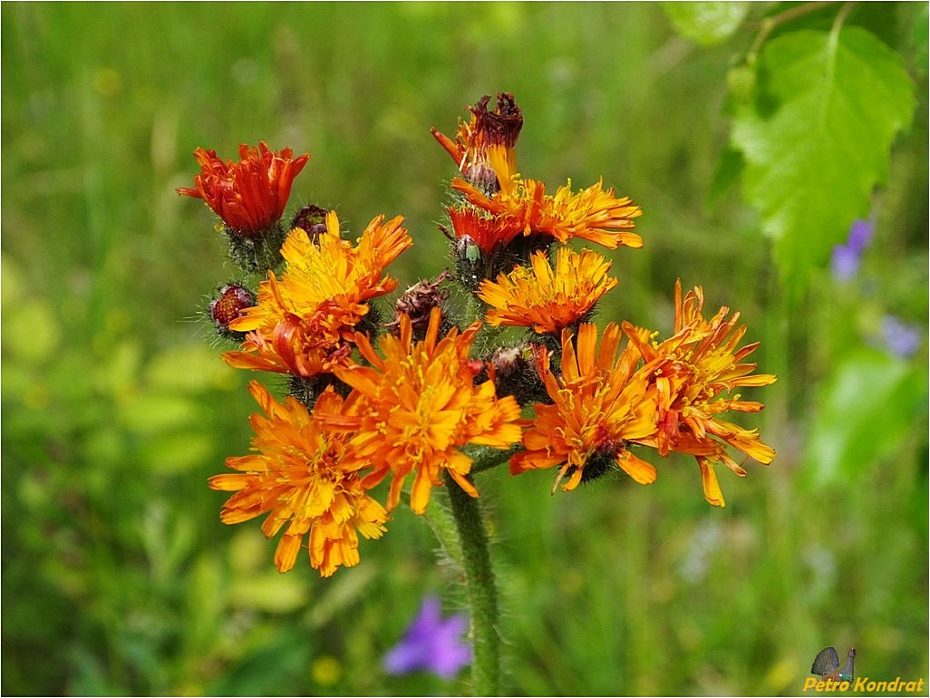 Изображение особи Pilosella aurantiaca.