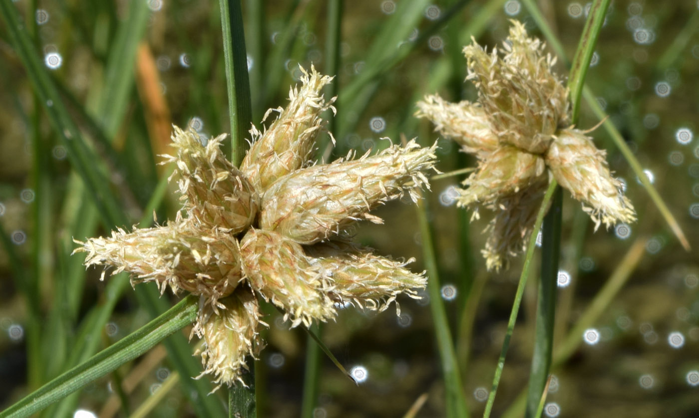 Image of Bolboschoenus popovii specimen.