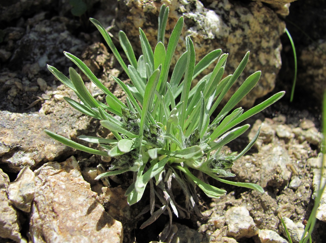 Image of Omalotheca supina specimen.