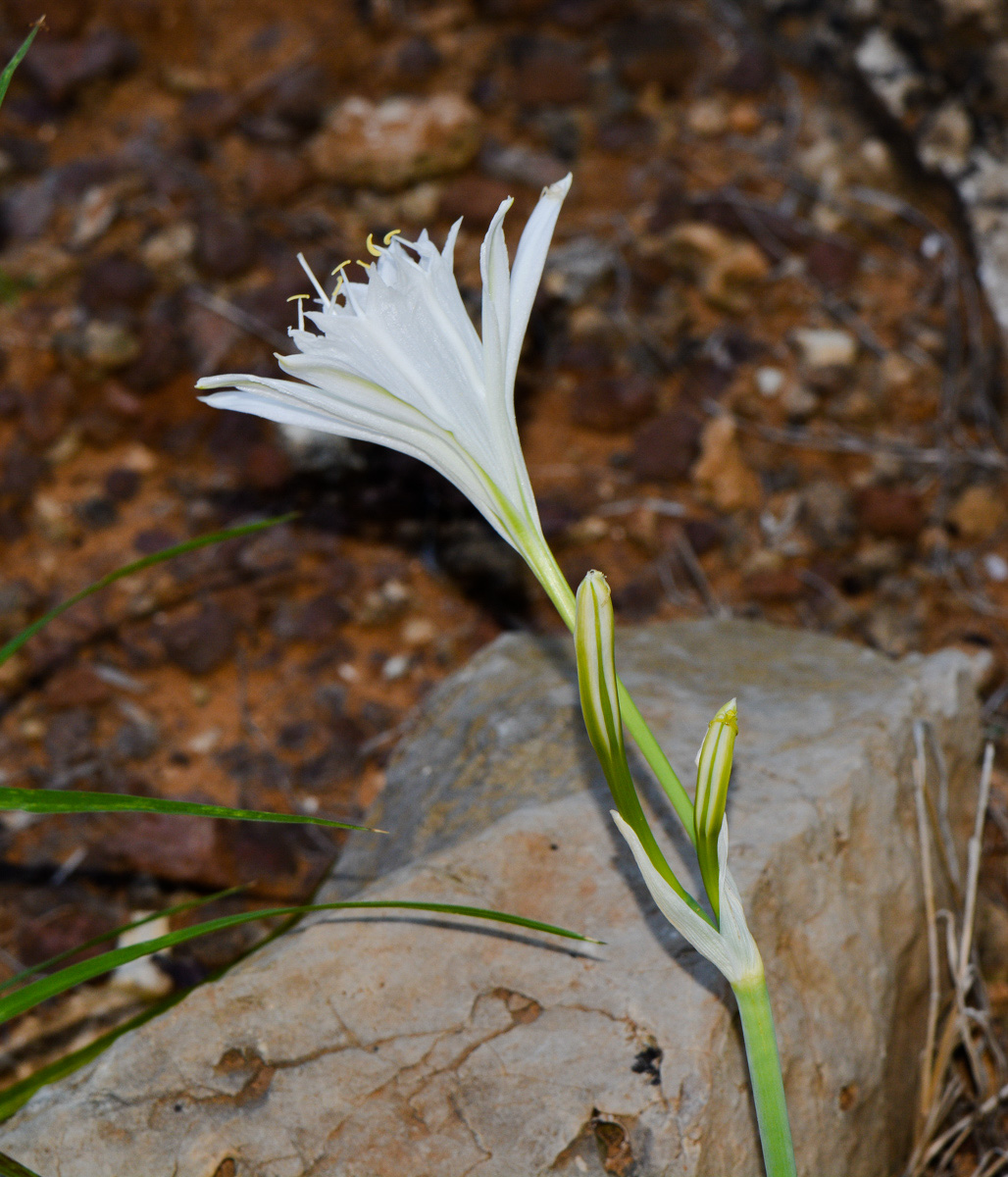 Image of Pancratium maritimum specimen.