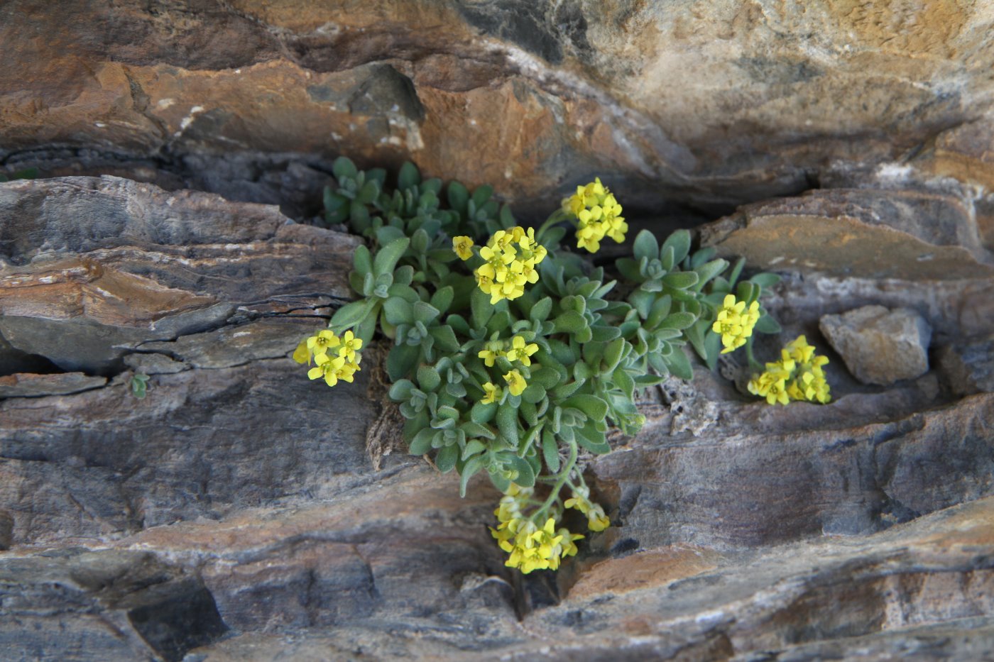 Image of genus Draba specimen.