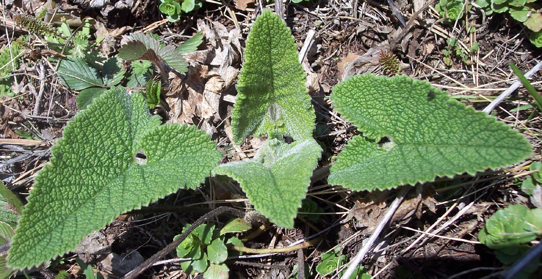 Image of Phlomoides tuberosa specimen.