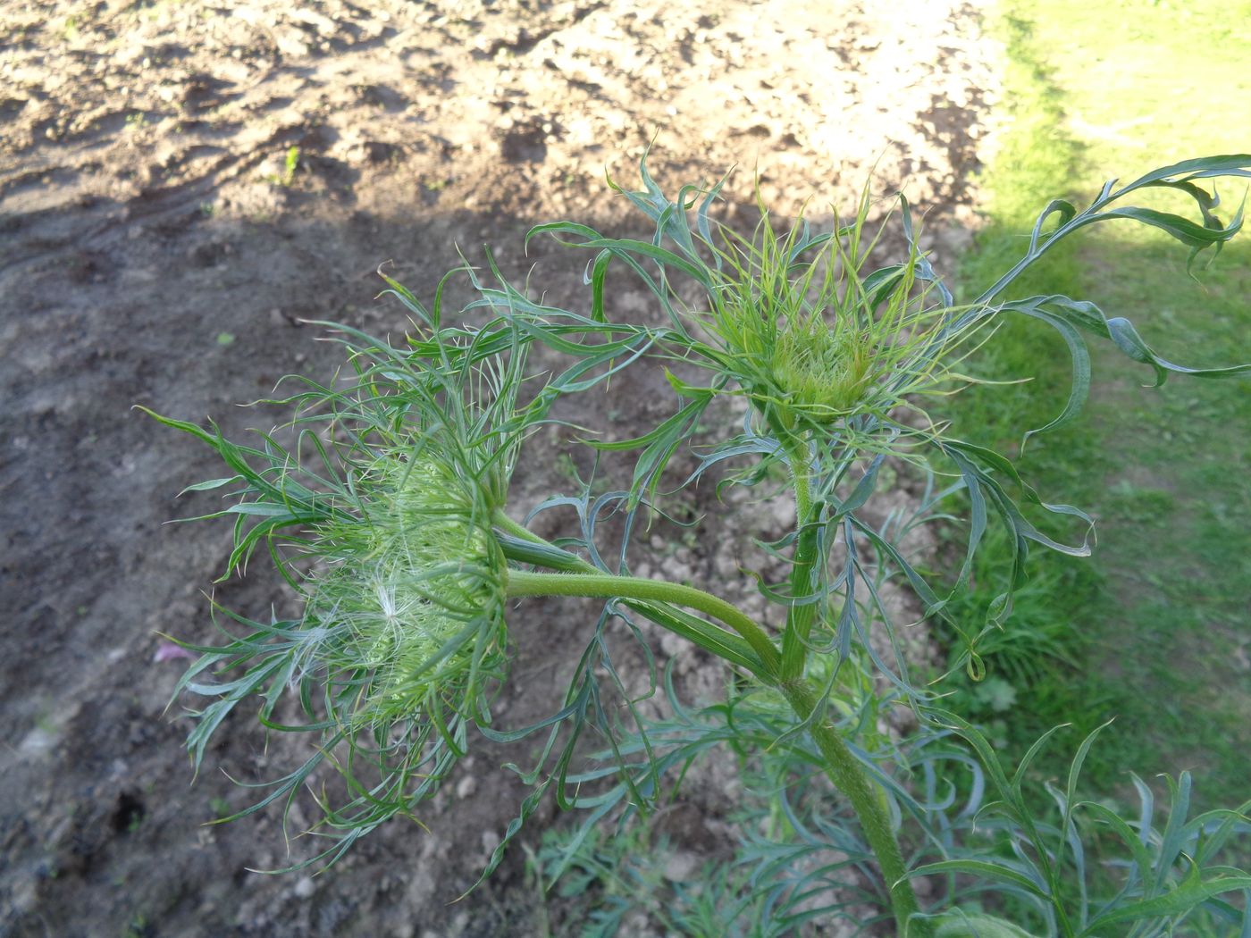 Image of Daucus sativus specimen.